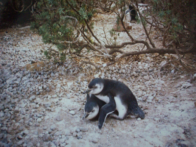 Pinguinos Pinguinos