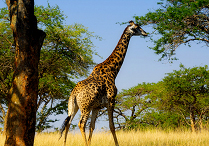 Mundial Sudafrica 2010